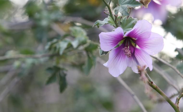 flower up close 2