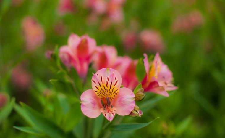flower up close 3