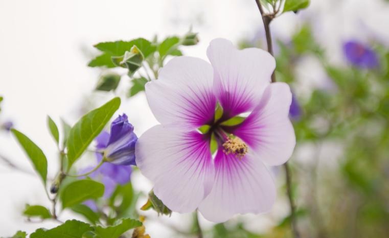 flower up close 4