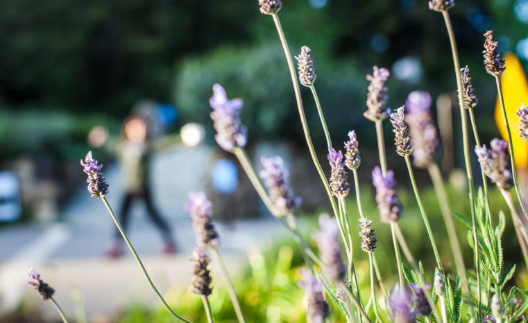 lavender up close