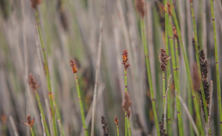 pond grass up close