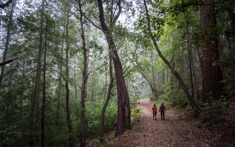 Hiking in the woods