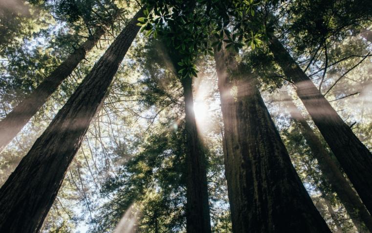 Redwoods
