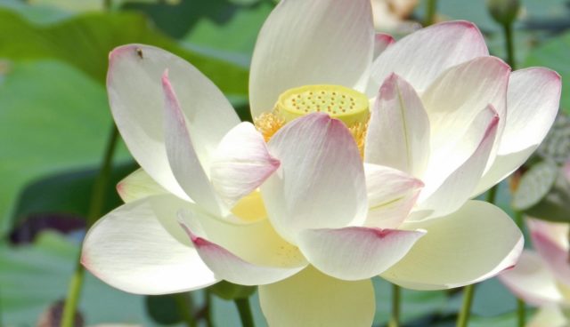 Cultivating Lasting Happiness from the Inside Out: Secrets and Daily Practices with Amelia Barili