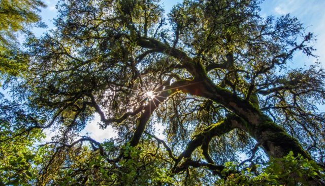 Forest Bathing